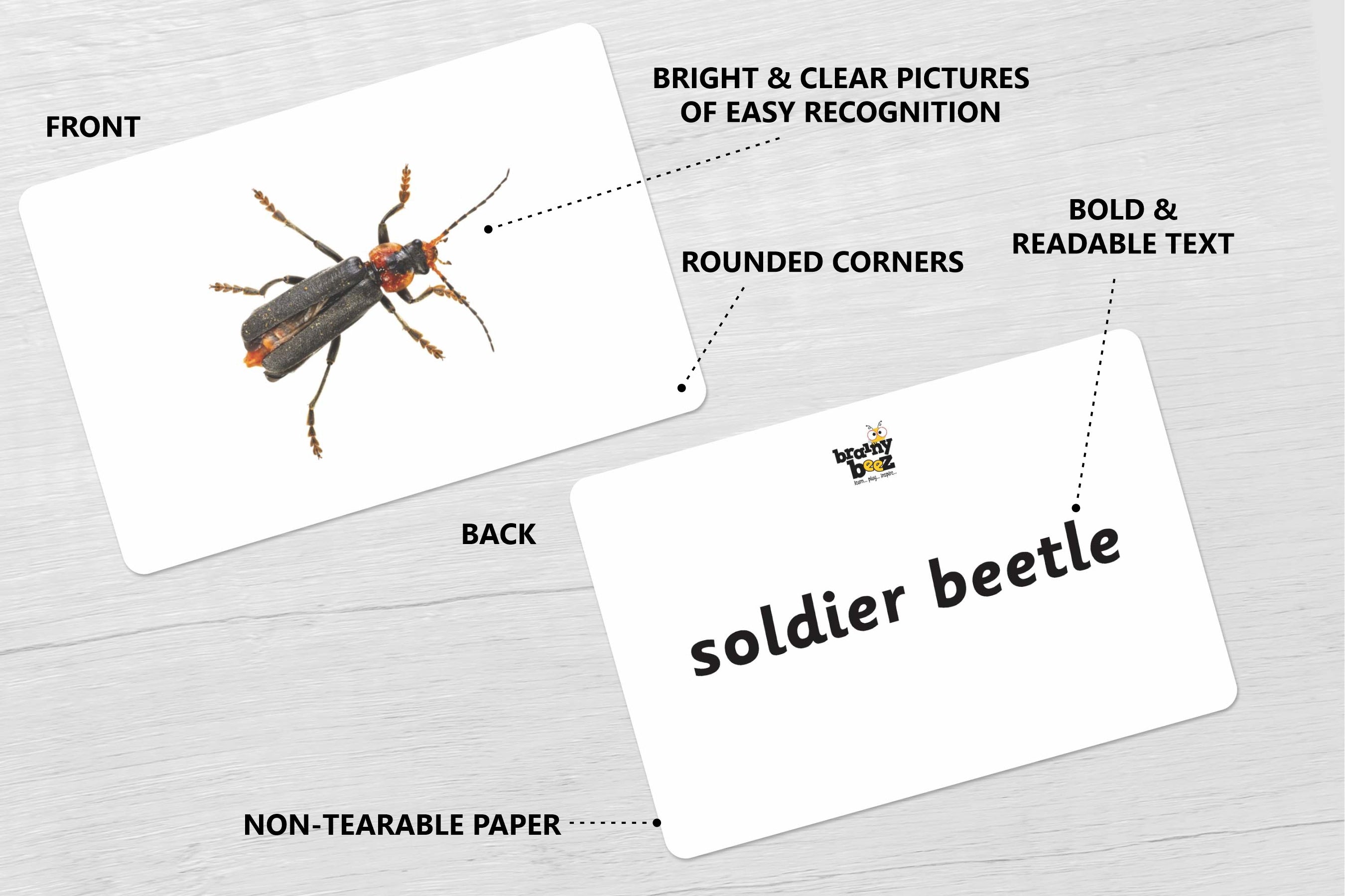 Types of Beetles