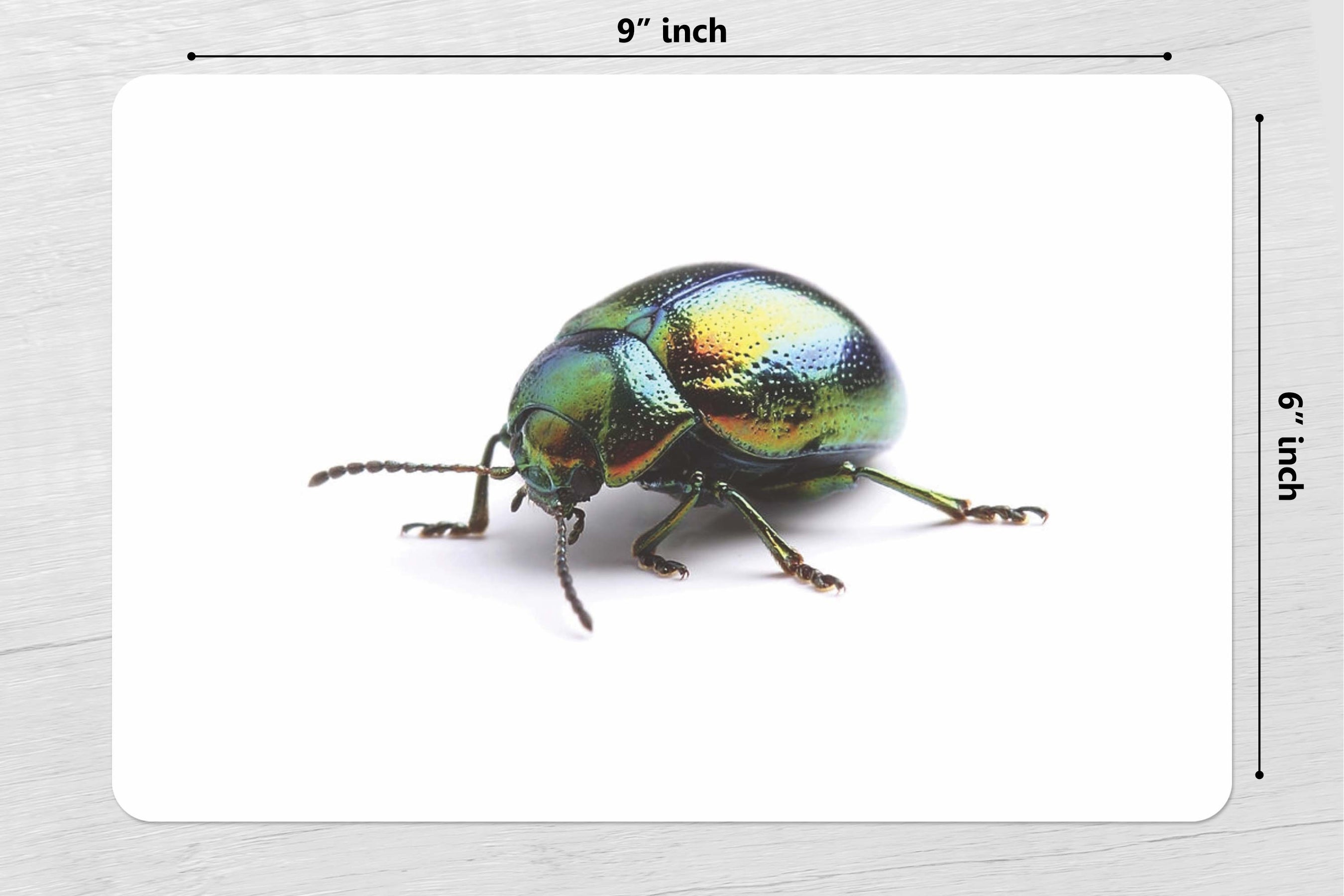 Types of Beetles